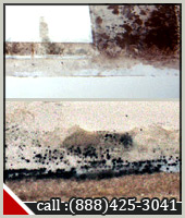 mold removal